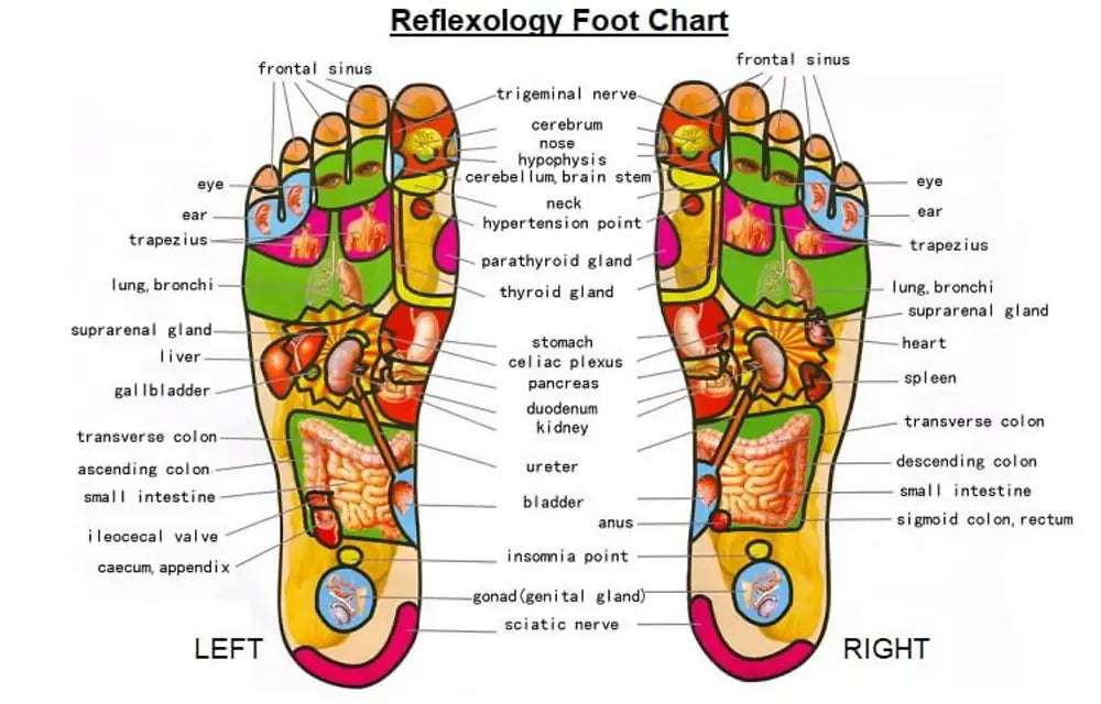 Reflexology foot chart highlighting nerve pathways and pressure points to support foot recovery and overall nervous system health with NeuroSox